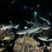 shark_whitetip_reef_mancg_ci_h_0150_cos0463.jpg